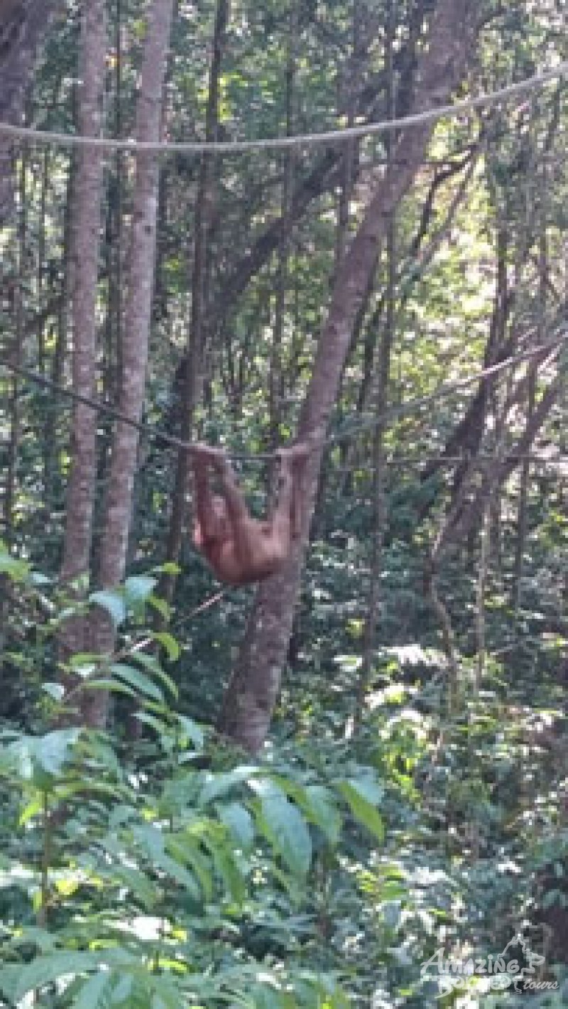 An encounter with the delightful orang utan